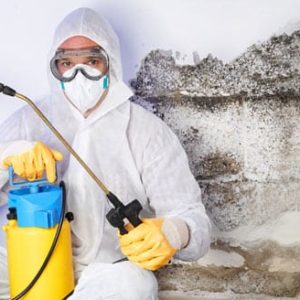 A Few Guidelines Regarding Mold Inspection and Removal