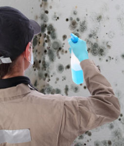 Mold Remediation : A Crucial Part of Property Care | Mold Removal Tucson Service