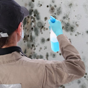 Mold Remediation: A Crucial Part Of Property Care
