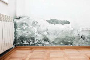 tucson mold removal service